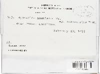 Daldinia concentrica image