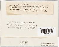 Daldinia concentrica image