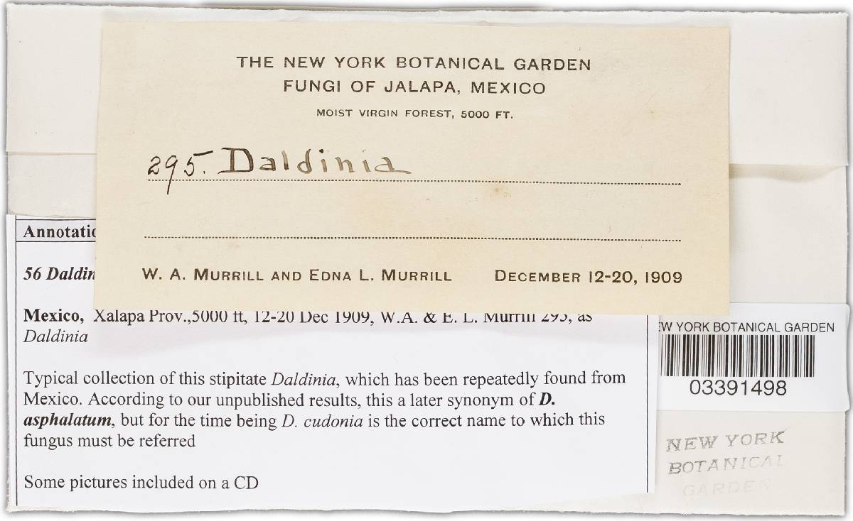 Daldinia cudonia image