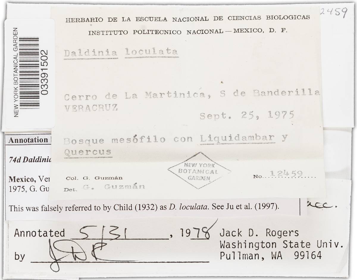 Daldinia cudonia image