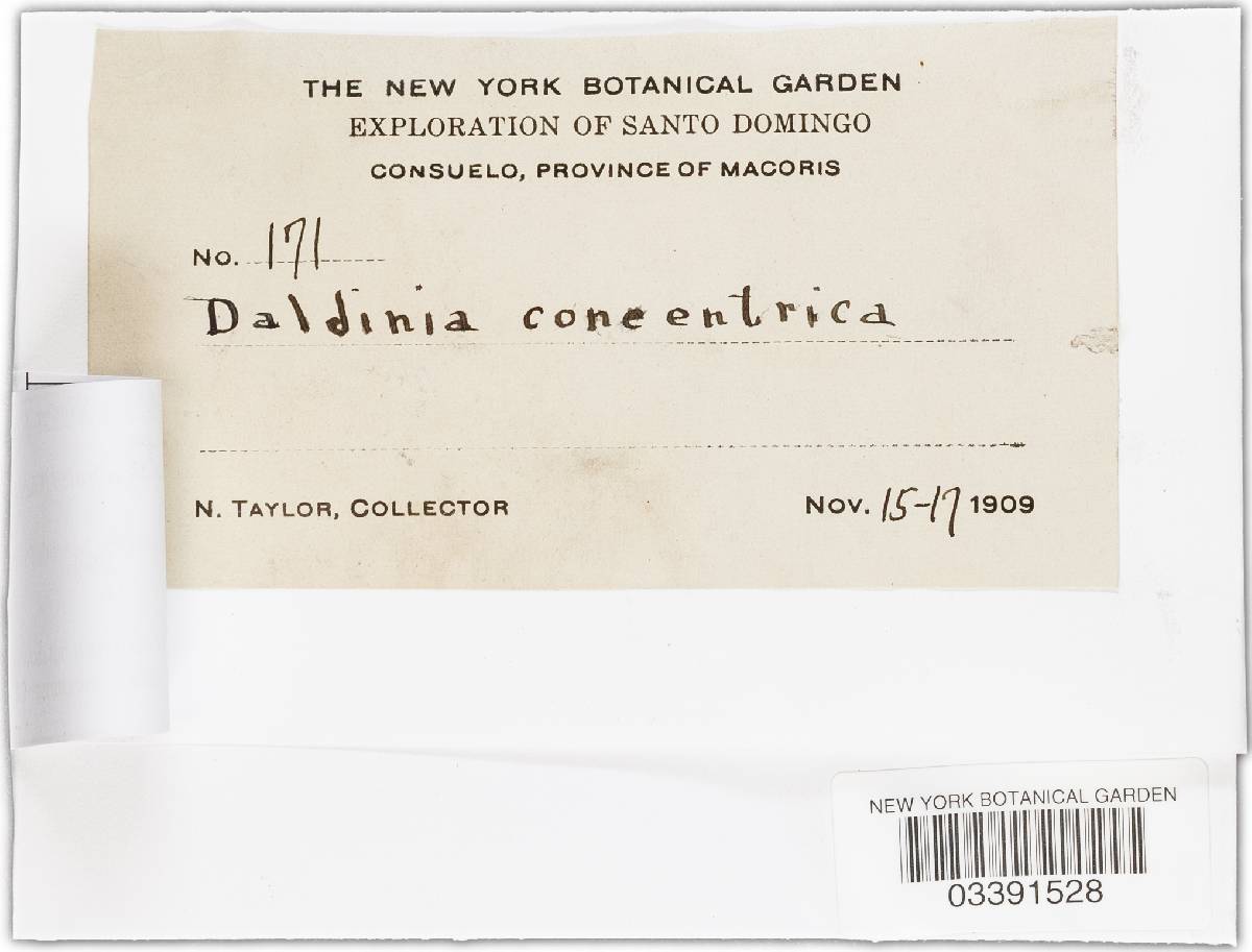 Daldinia eschscholtzii image