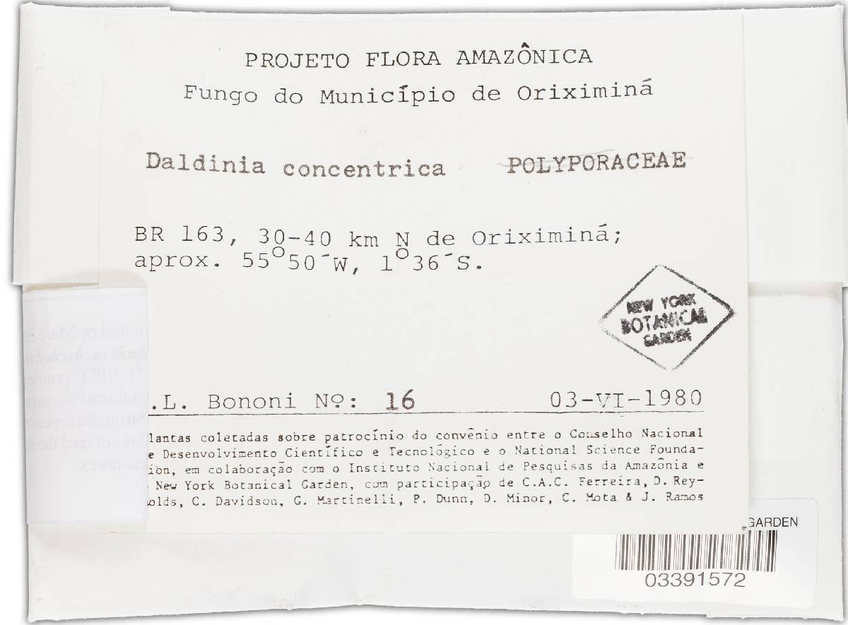 Daldinia eschscholtzii image