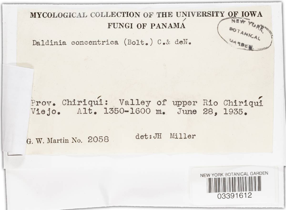 Daldinia eschscholtzii image