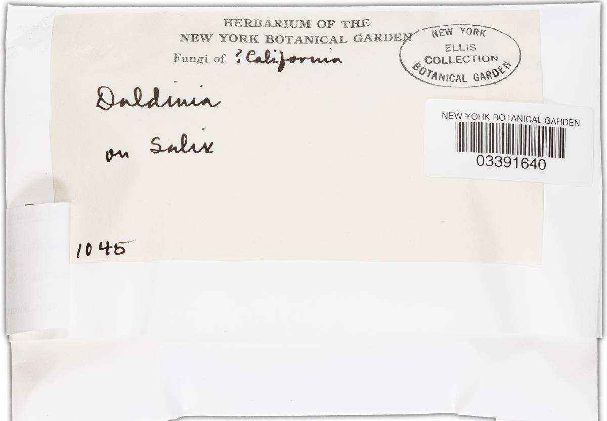 Daldinia fissa image
