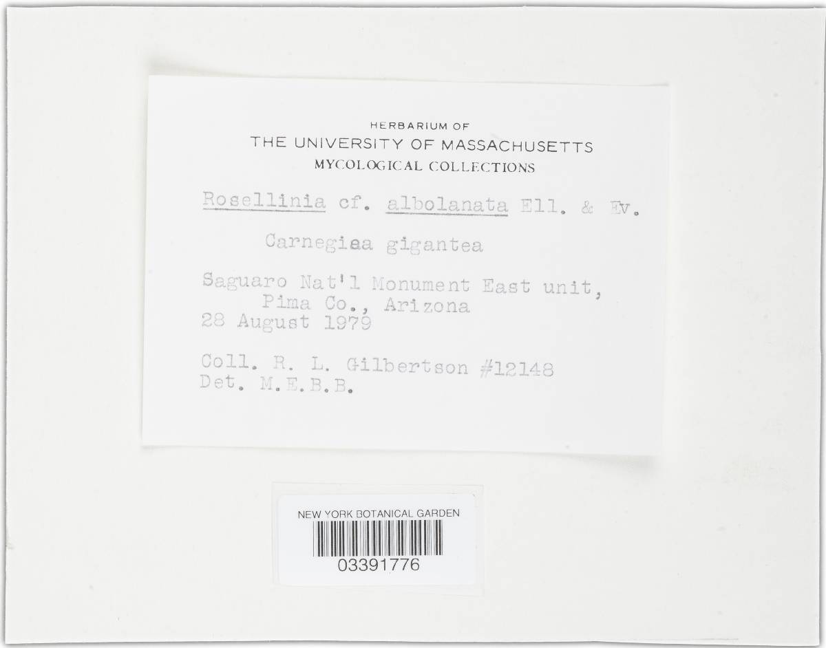 Rosellinia albolanata image