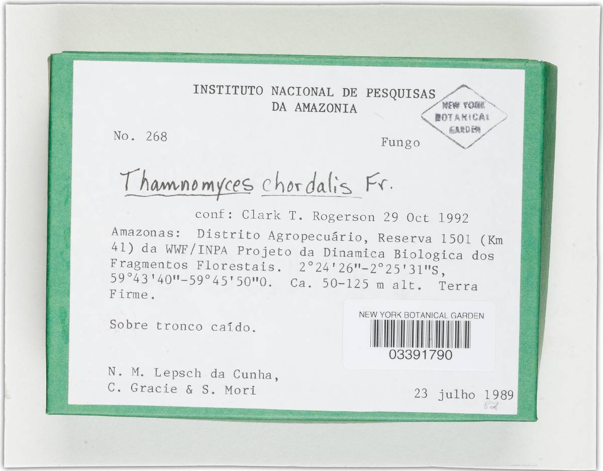 Thamnomyces chordalis image