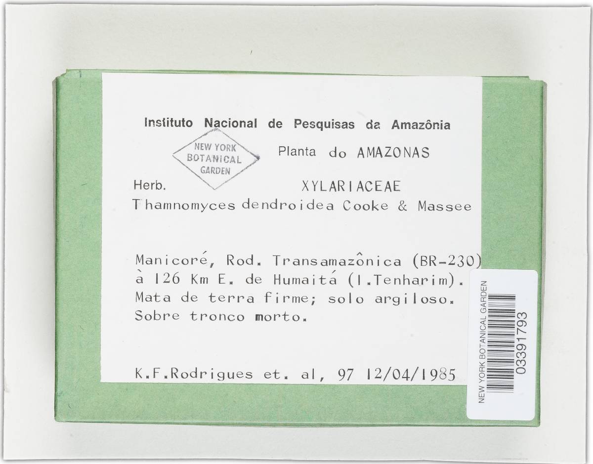 Thamnomyces dendroidea image