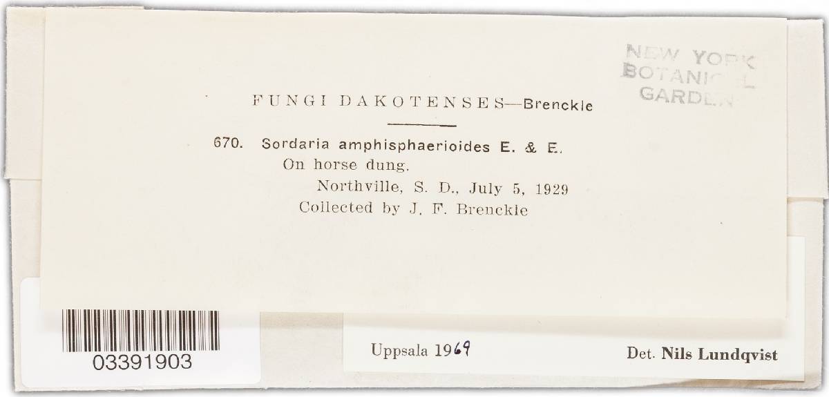 Amphisphaerella amphisphaerioides image