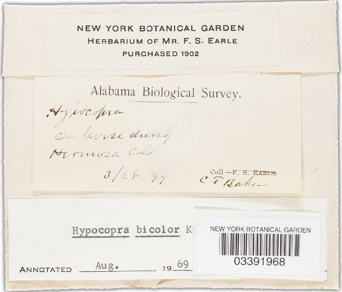 Hypocopra bicolor image