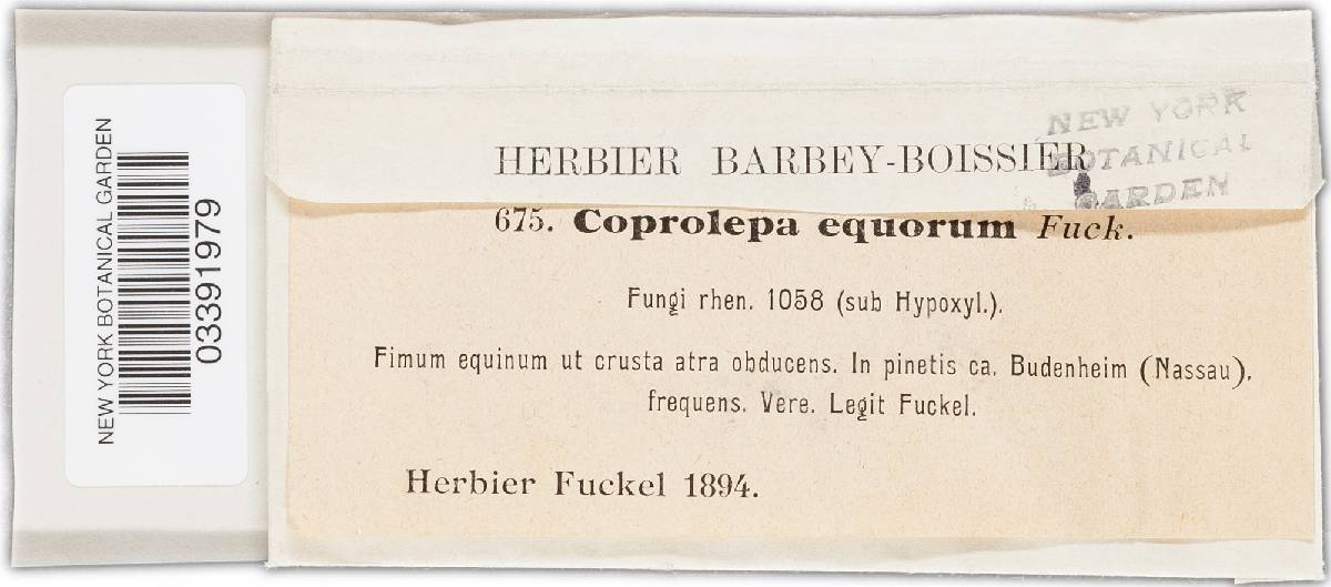 Hypocopra equorum image