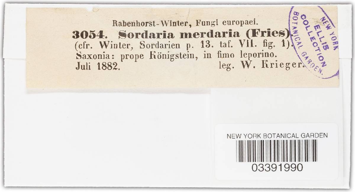 Hypocopra lojkaeana image