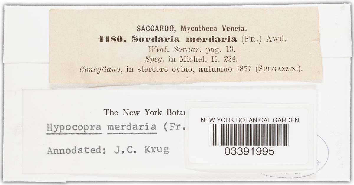 Hypocopra merdaria image