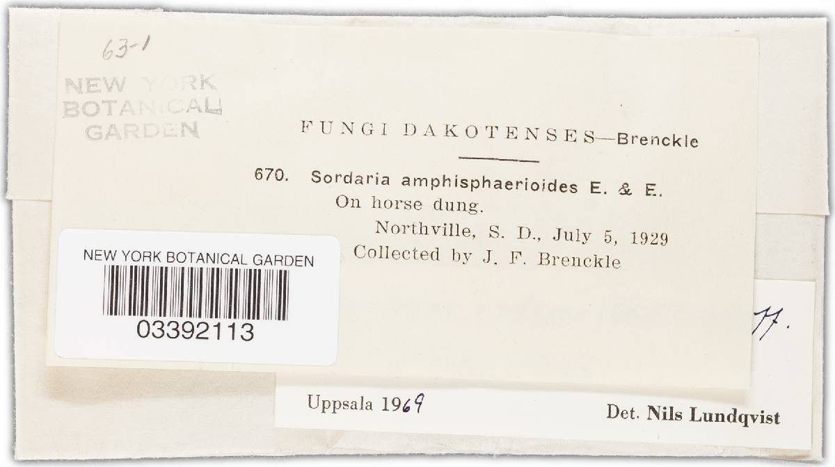 Amphisphaerella amphisphaerioides image