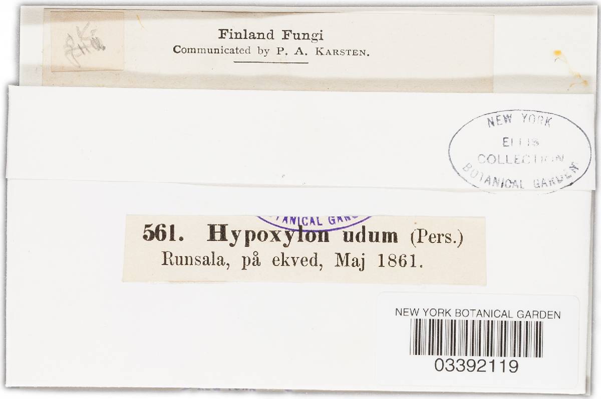 Euepixylon image