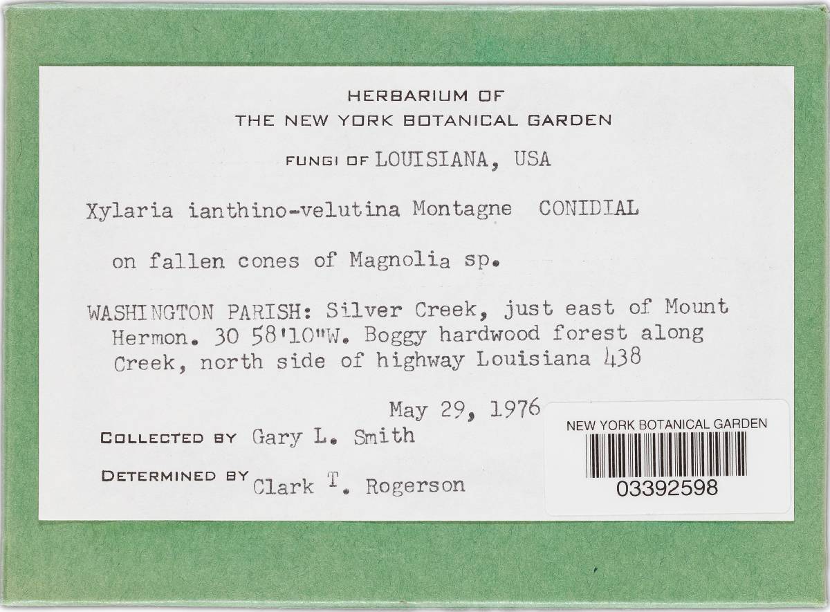 Xylaria ianthinovelutina image