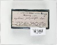 Xylaria polymorpha image