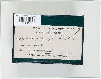 Xylaria polymorpha image