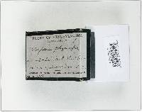 Xylaria polymorpha image