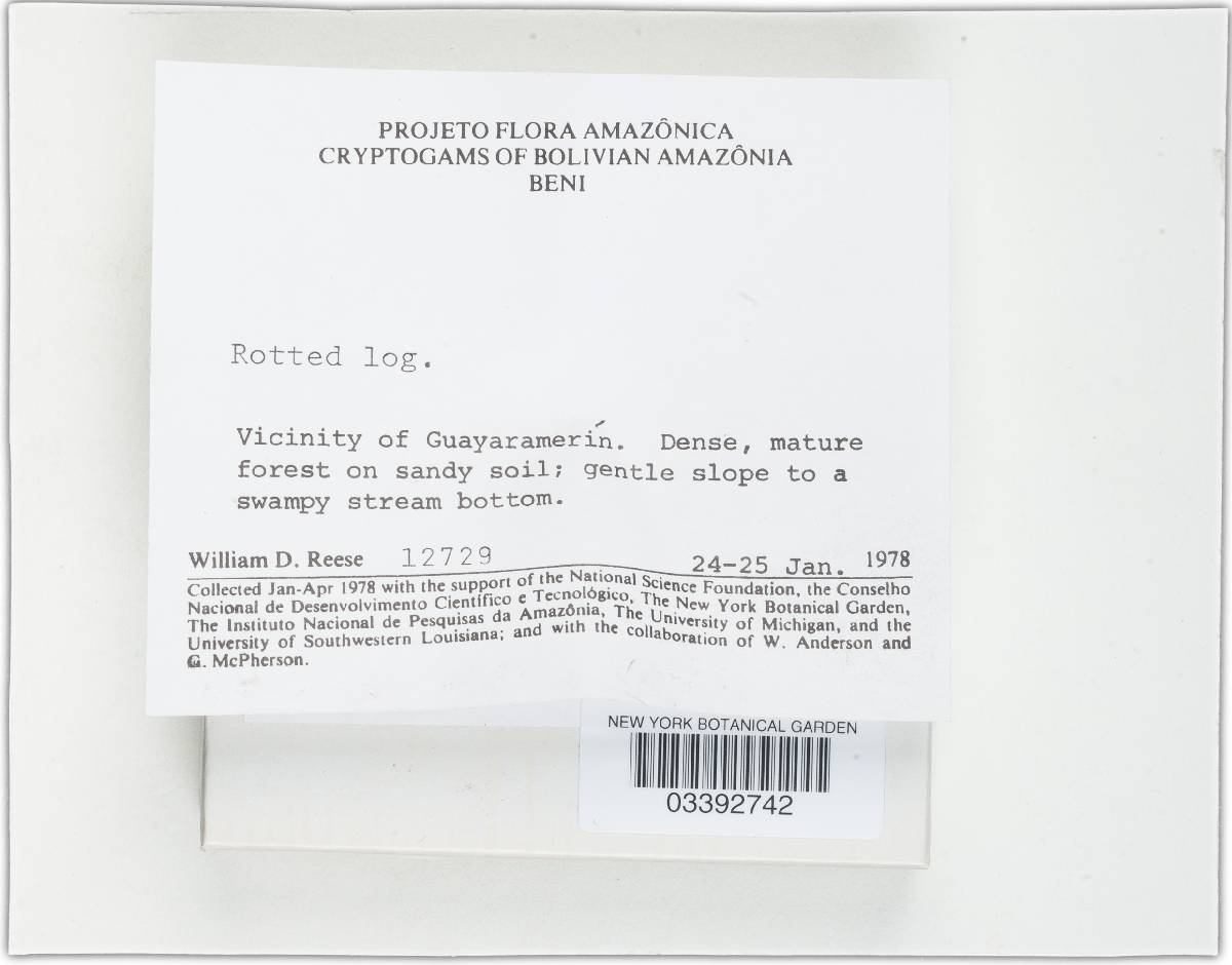 Xylaria tuberoides image