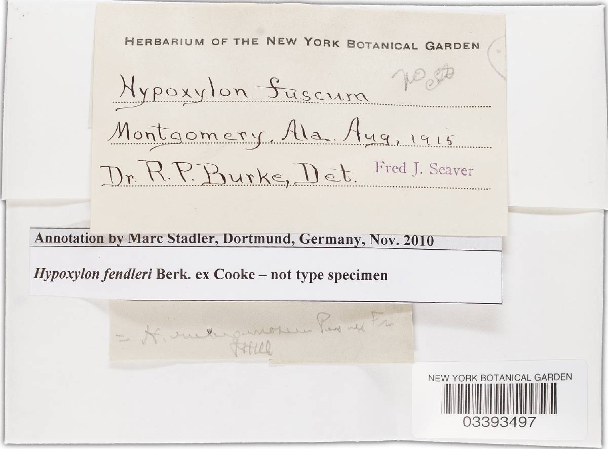 Hypoxylon fendleri image