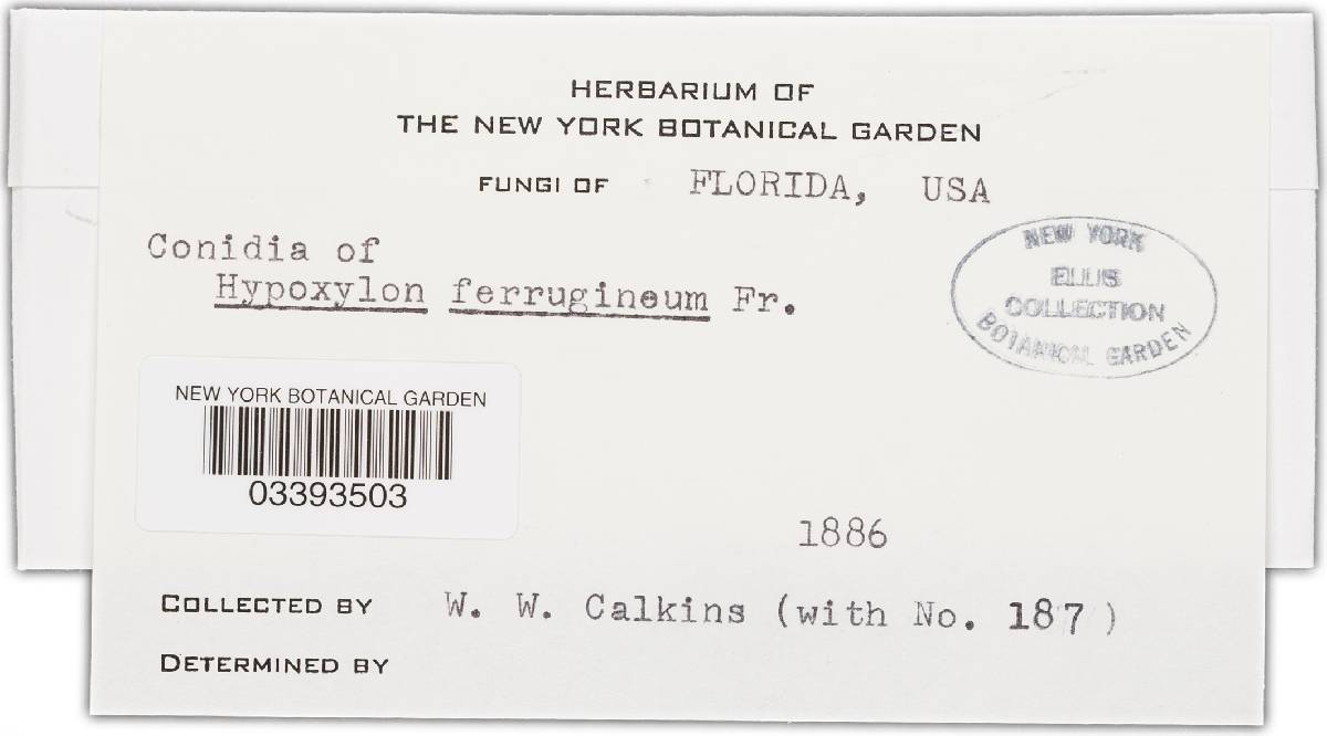Hypoxylon ferrugineum image