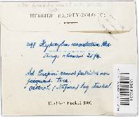 Hypoxylon fragiforme image