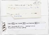 Hypoxylon fuscum image