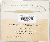 Hypoxylon fuscum image