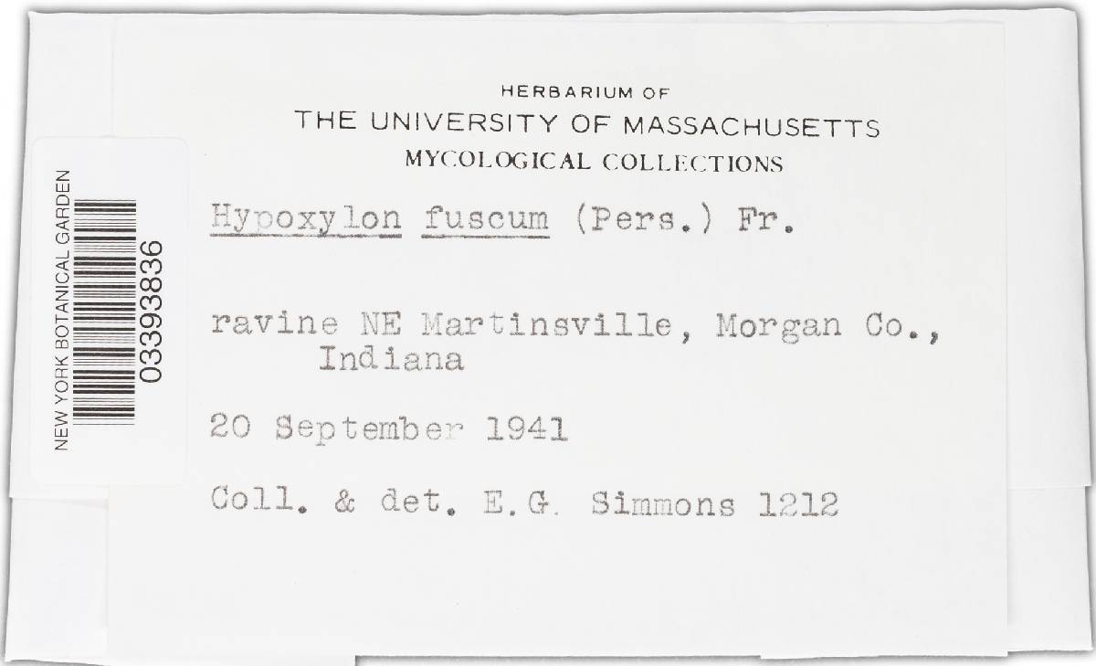 Hypoxylon fuscum image