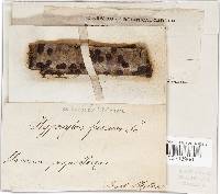 Hypoxylon fuscum image