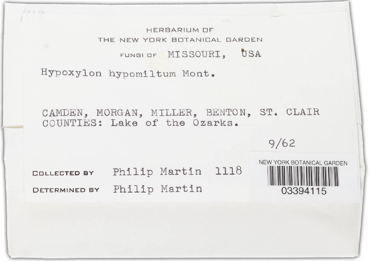 Hypoxylon hypomiltum image
