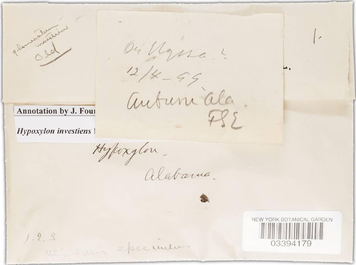 Hypoxylon investiens image
