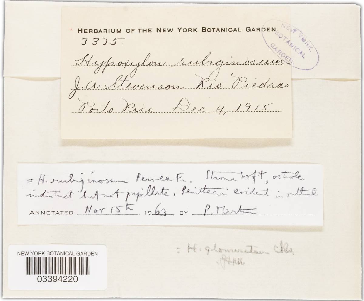 Hypoxylon investiens image