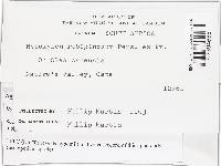 Hypoxylon perforatum image