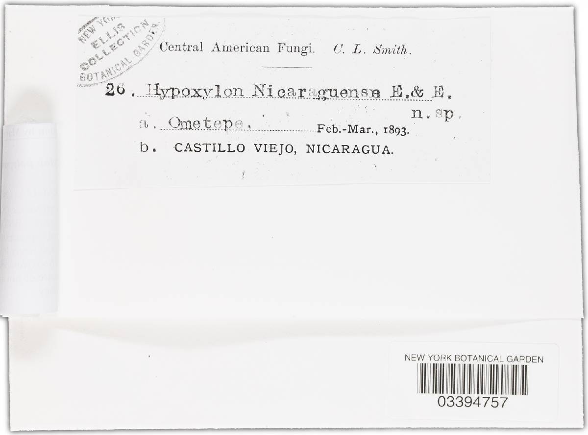 Hypoxylon polyporus image