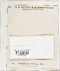 Hypoxylon rubiginosum image