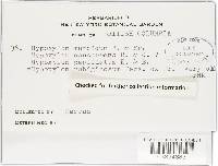 Hypoxylon rubiginosum image