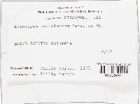 Hypoxylon rubiginosum image