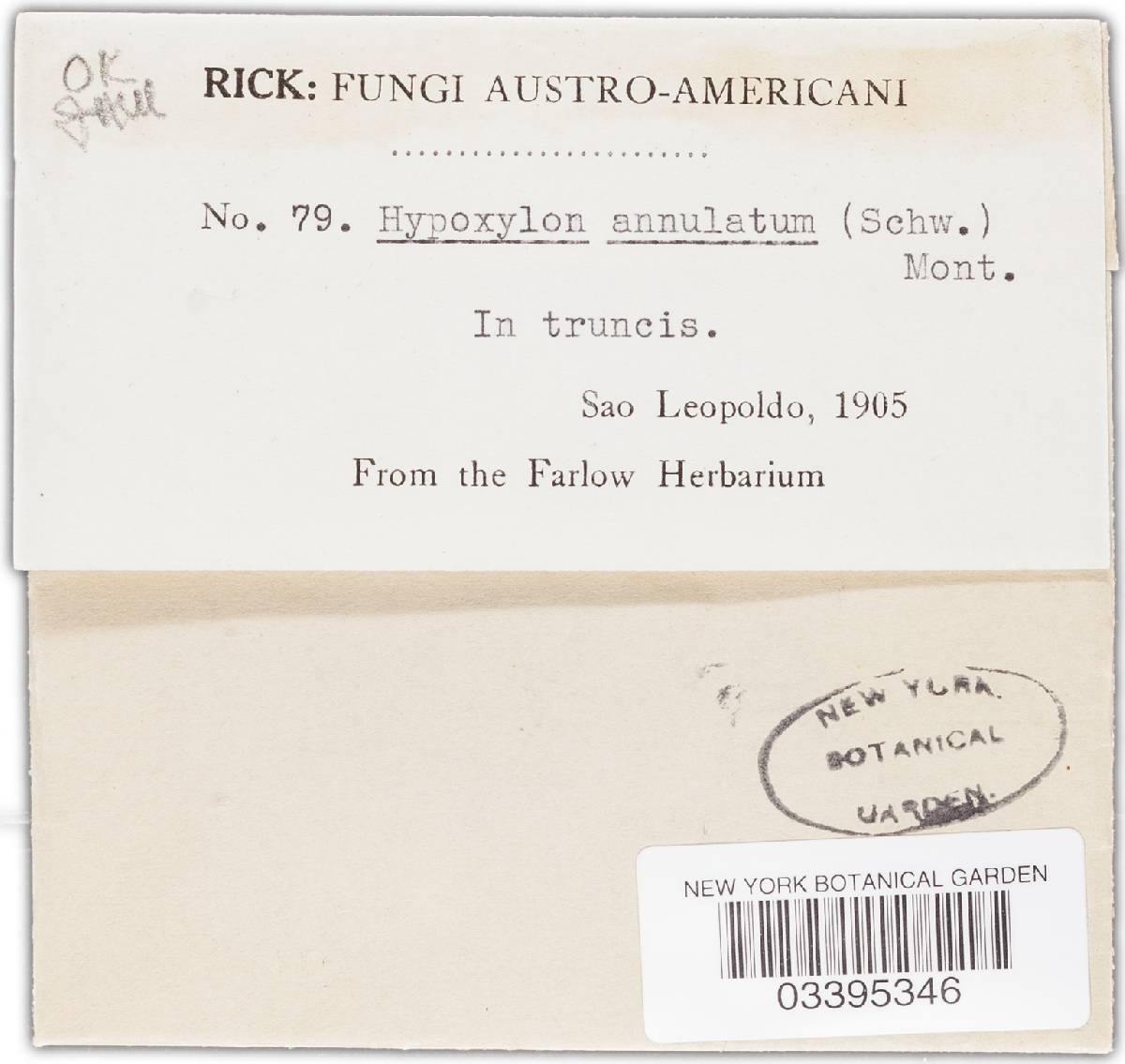 Annulohypoxylon truncatum image