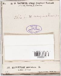 Annulohypoxylon truncatum image
