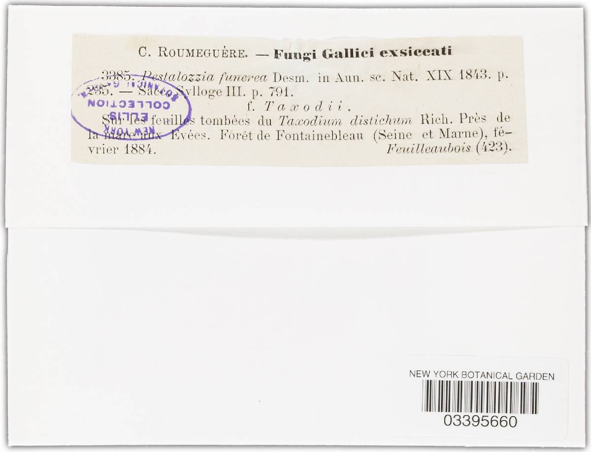 Pestalotia funerea image