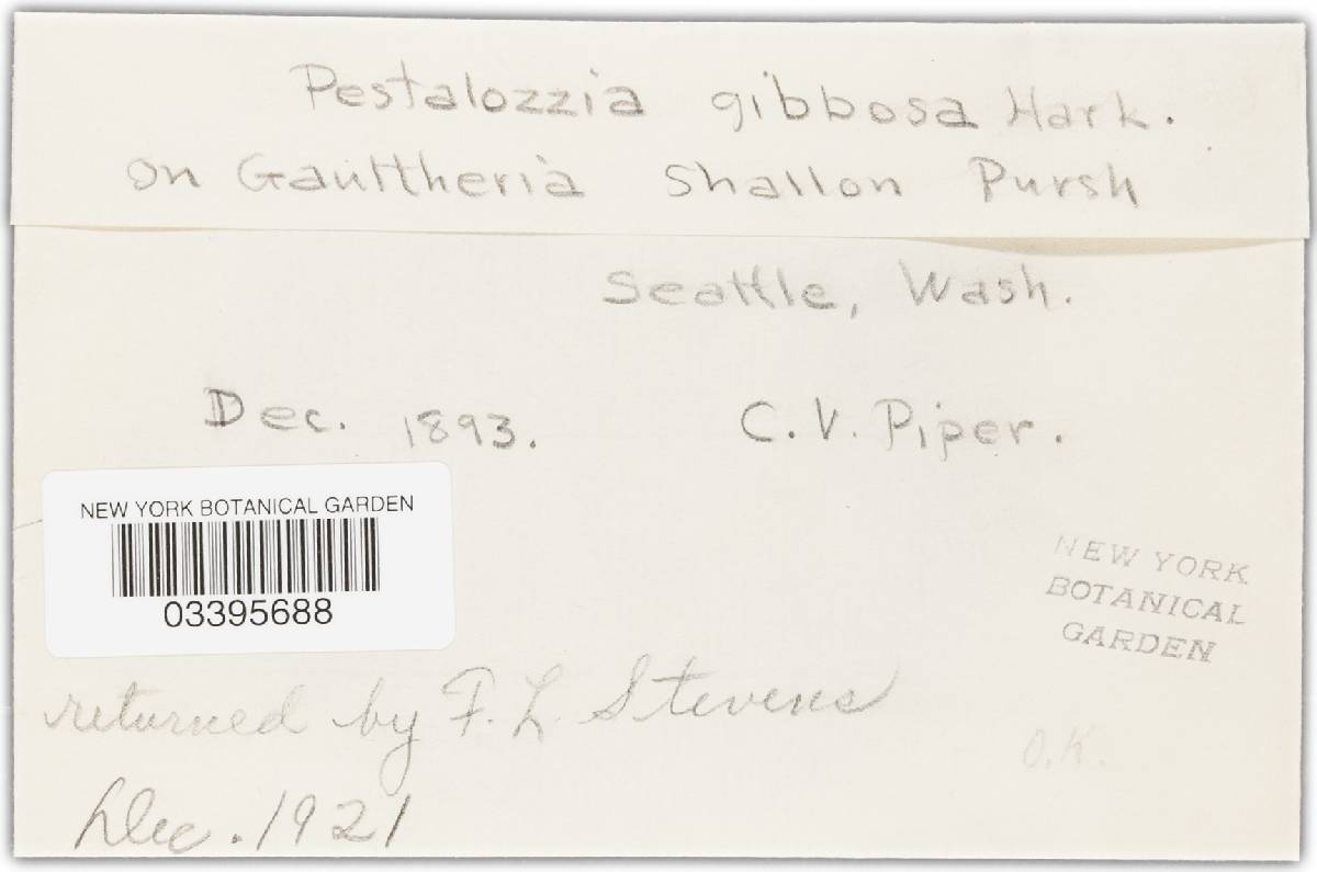 Pestalotia gibbosa image