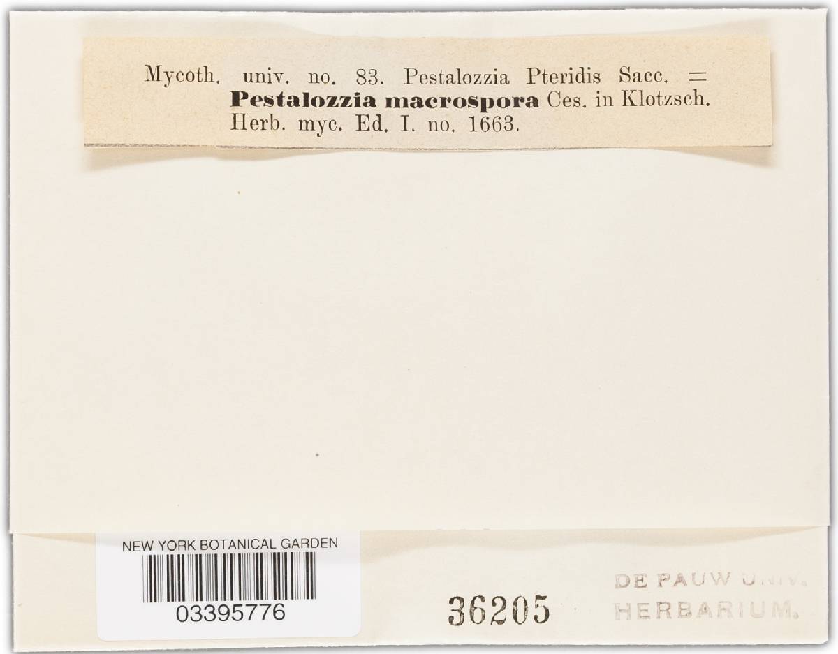 Pestalotia macrospora image