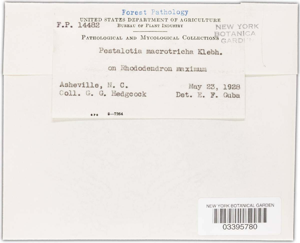 Pestalotia macrotricha image