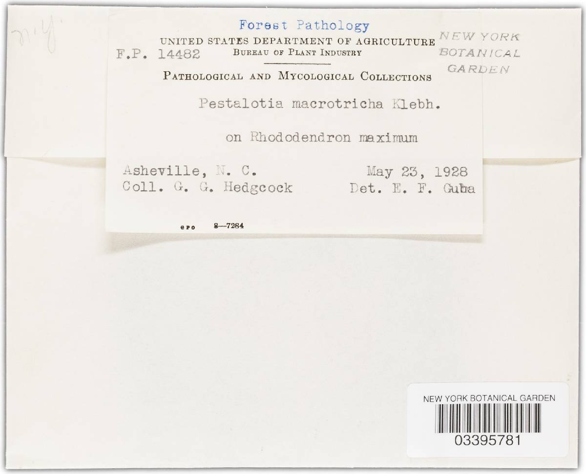 Pestalotia macrotricha image