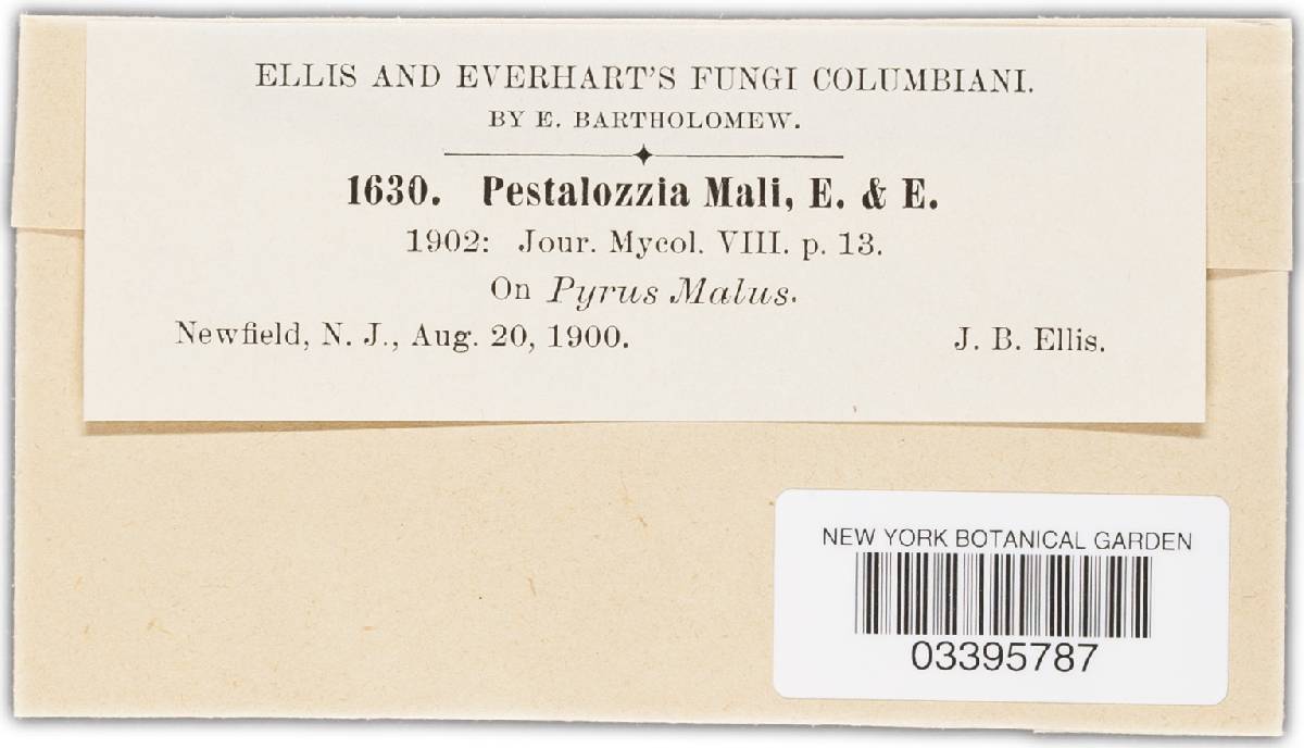 Pestalotia mali image