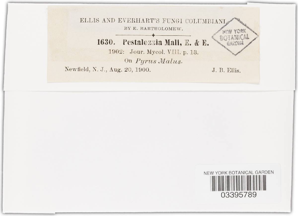 Pestalotia mali image