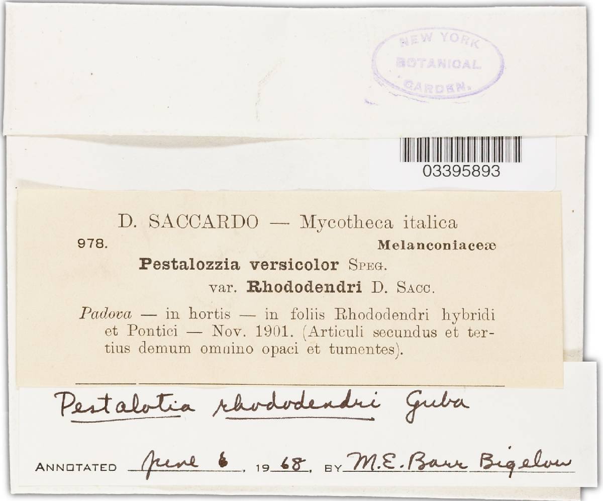Pestalotia rhododendri image