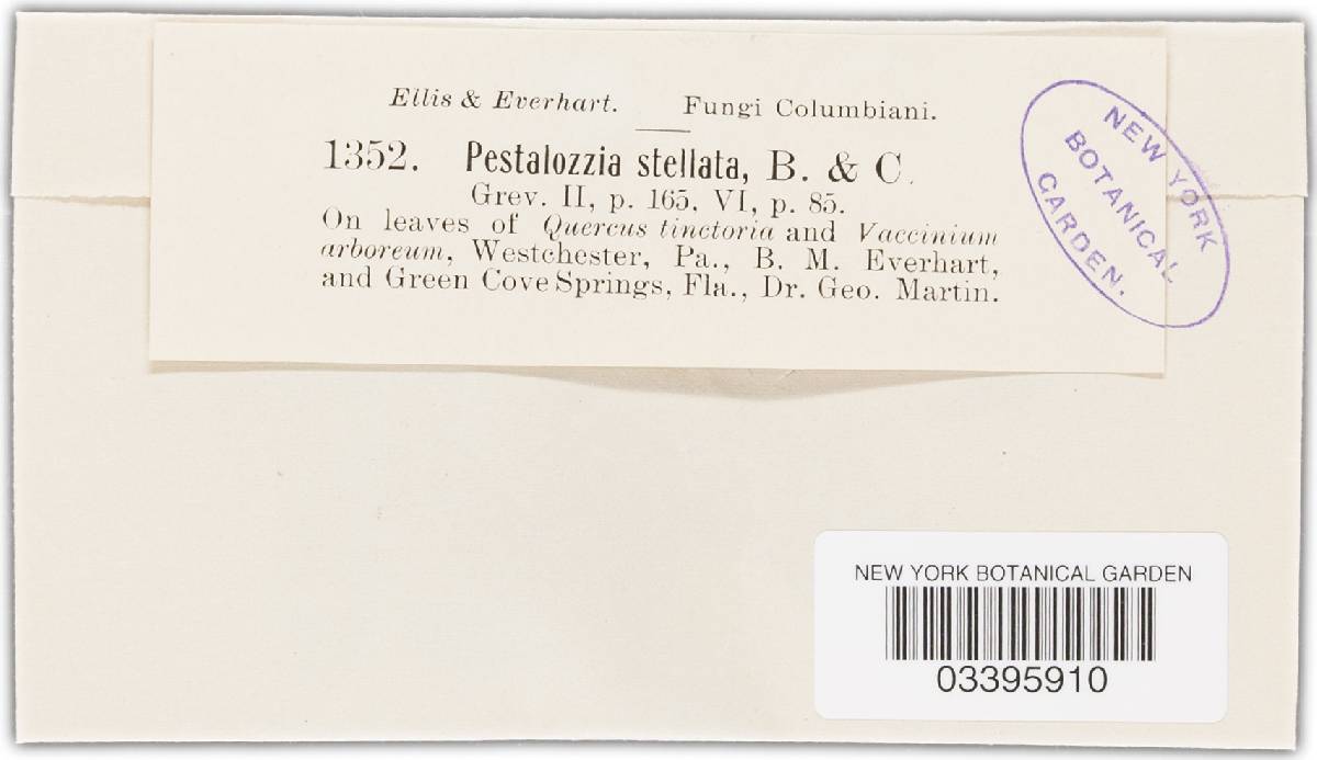 Pestalotia stellata image