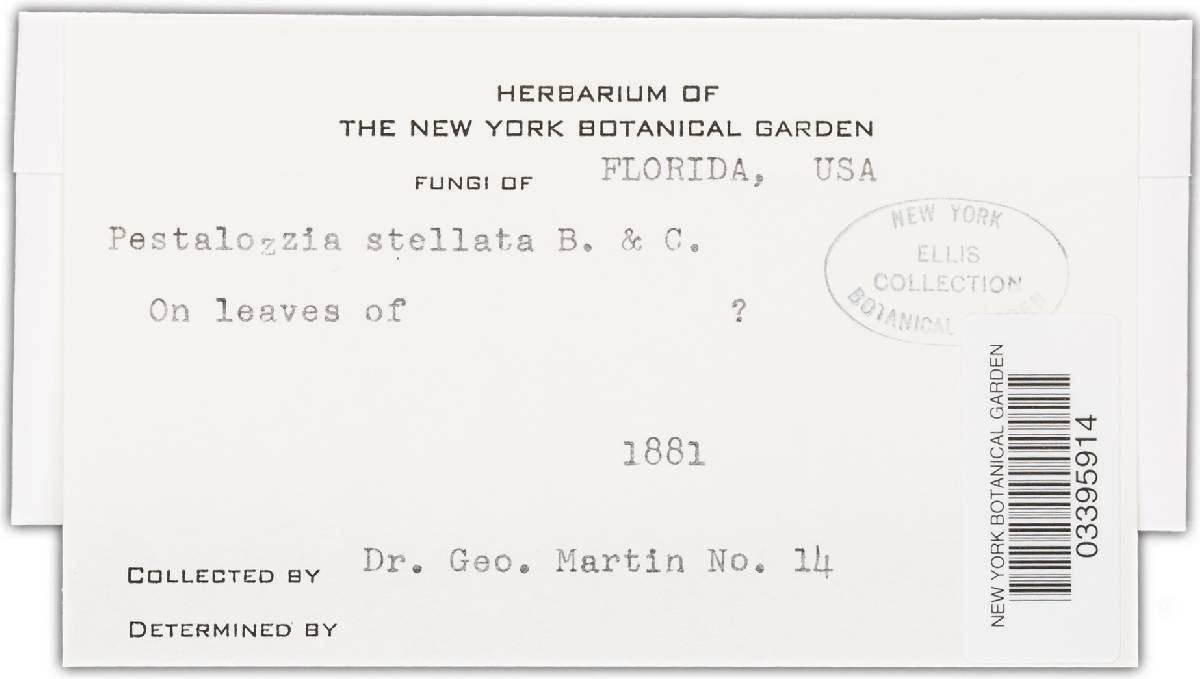 Pestalotia stellata image